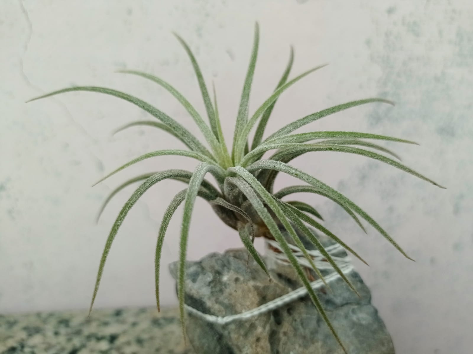 Yuk, Kenal Lebih Dekat Tillandsia, Tanaman Udara yang Tidak Perlu Lahan Khusus, Merawatnya juga Mudah