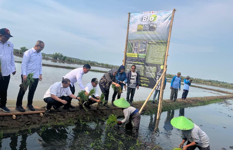 Pengembangan Padi Biosalin, PGN-BRIN Tingkatkan Produktivitas dan Nilai Ekonomi Pesisir Batang