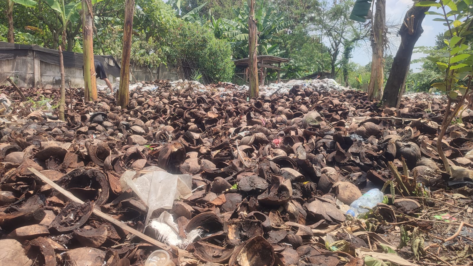 Limbah Sabut Kelapa Disulap Jadi Cocopeat Bernilai Ekonomis