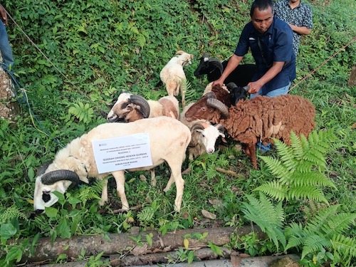 PTPN I Sembelih 304 Kurban di Momen Hari Raya Idul Adha 1447 H
