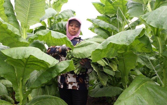  PTPN I (Persero) Andalkan Cerutu Premium Jember di Pasar Eropa
