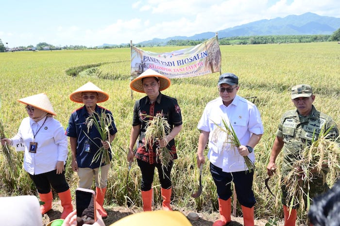PGN - BRIN Dongkrak Produktivitas Pesisir, Panen Biosalin Jepara Tembus 176 Ton