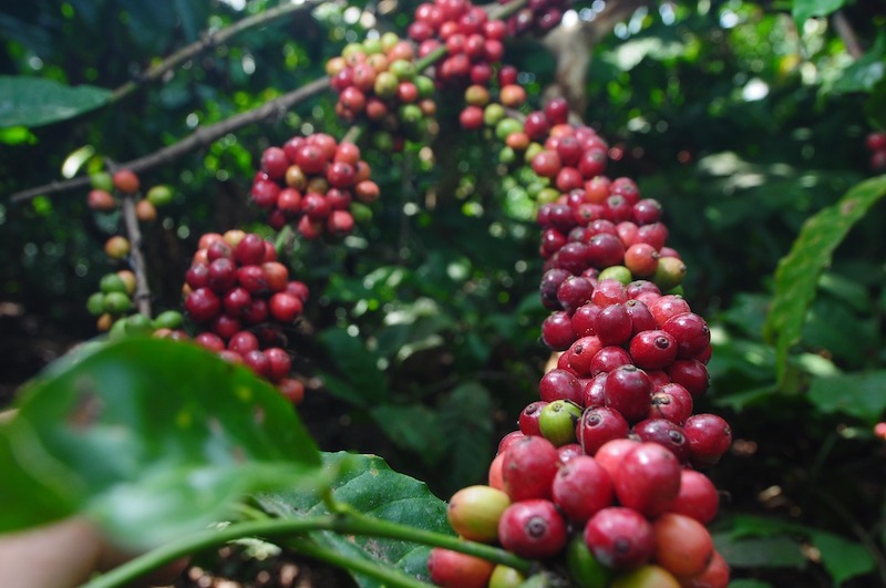 PTPN I (Persero) Fokuskan Pengembangan Dua Rumpun Utama Berdaya Saing Tinggi: Kopi Arabika dan Robusta