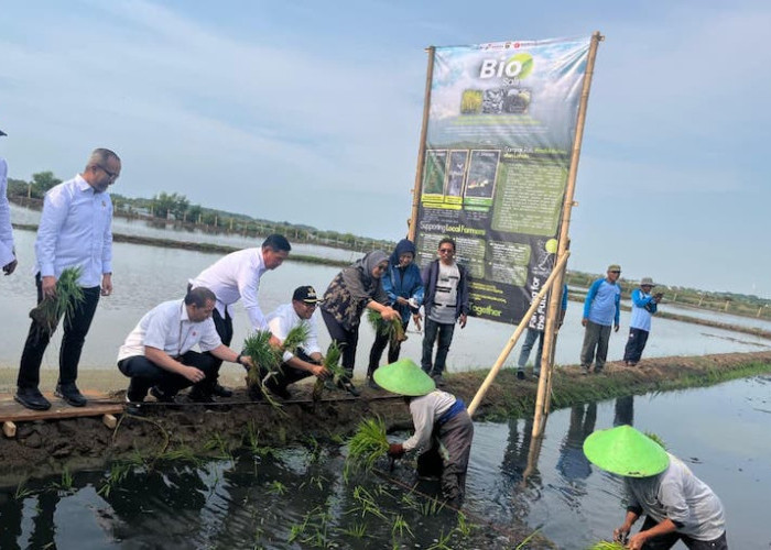 Pengembangan Padi Biosalin, PGN-BRIN Tingkatkan Produktivitas dan Nilai Ekonomi Pesisir Batang