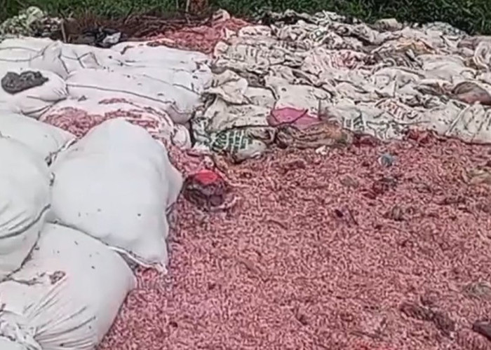 21 Karung Potongan Uang Kertas di TPS Liar Ternyata Milik Bank Indonesia