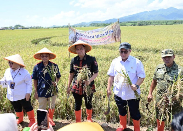 PGN - BRIN Dongkrak Produktivitas Pesisir, Panen Biosalin Jepara Tembus 176 Ton