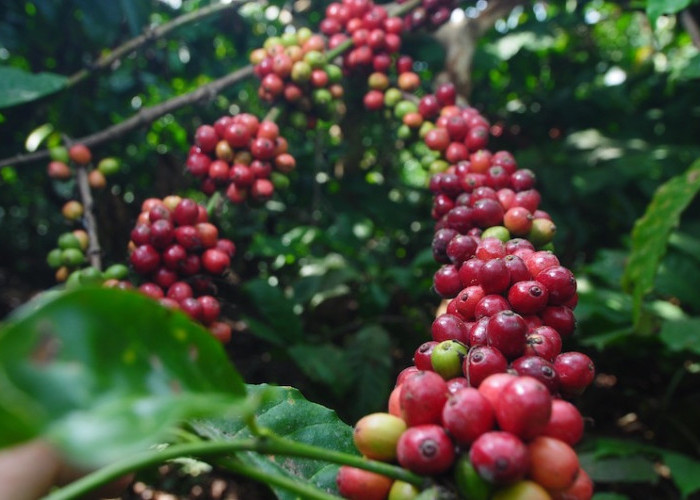PTPN I (Persero) Fokuskan Pengembangan Dua Rumpun Utama Berdaya Saing Tinggi: Kopi Arabika dan Robusta