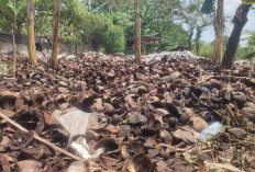 Limbah Sabut Kelapa Disulap Jadi Cocopeat Bernilai Ekonomis