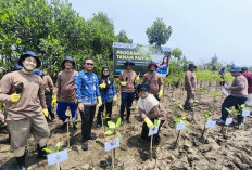 Perkuat Ketahanan Pesisir Utara Jawa Hadapi Perubahan Iklim, PGN Grup Tanam Lebih dari 269.000 Mangrove