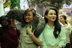 Paviliun Artha Graha Peduli Hadirkan Edukasi soal Tambling Wildlife Nature Conservation di Local Market