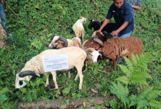 PTPN I Sembelih 304 Kurban di Momen Hari Raya Idul Adha 1447 H