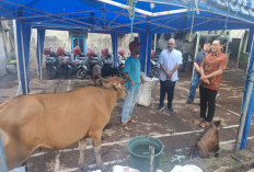 Menjaga Semangat Keberagaman, Gereja Santa Theresia Serahkan Hewan Kurban untuk Umat Muslim