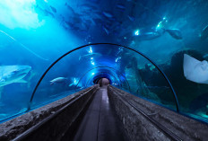 Khusus Valentine dan Imlek, Satu Tiket Rp 150 Ribu Bisa Masuk Semua Wahana Ancol