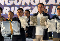 Bea Cukai dan BNN Sita Ganja 3,37 Ton Senilai Triliunan Rupiah