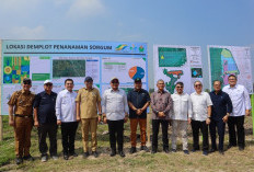 Wamen Investasi dan Hilirisasi RI Tinjau Lokasi Lahan PTPN I Regional 7 di Lampung Selatan