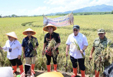 PGN - BRIN Dongkrak Produktivitas Pesisir, Panen Biosalin Jepara Tembus 176 Ton