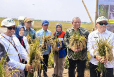 BRIN-PGN-Pemkab Batang Jawab Tantangan Perubahan Iklim Lewat Teknologi Ketahanan Pangan