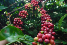 PTPN I (Persero) Fokuskan Pengembangan Dua Rumpun Utama Berdaya Saing Tinggi: Kopi Arabika dan Robusta